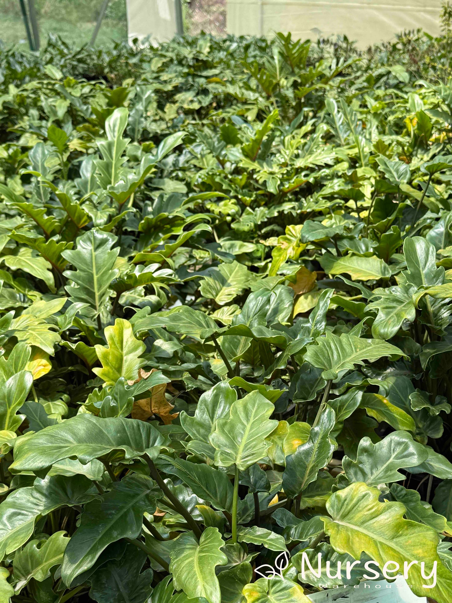 Philodendron Xanadu (end of batch)