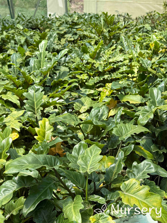 Philodendron Xanadu (end of batch)