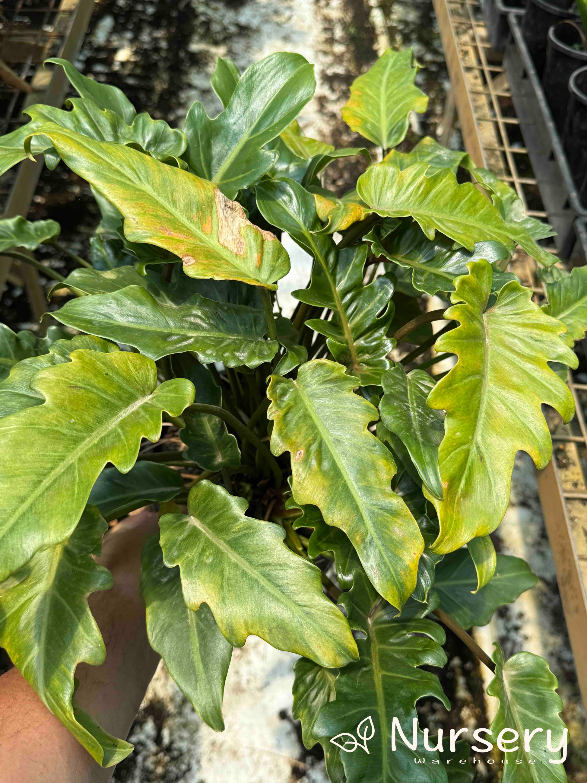 philodendron shangdu Philodendron Xanadu (Xanadu Philodendron) – Compact Tropical Foliage Plant