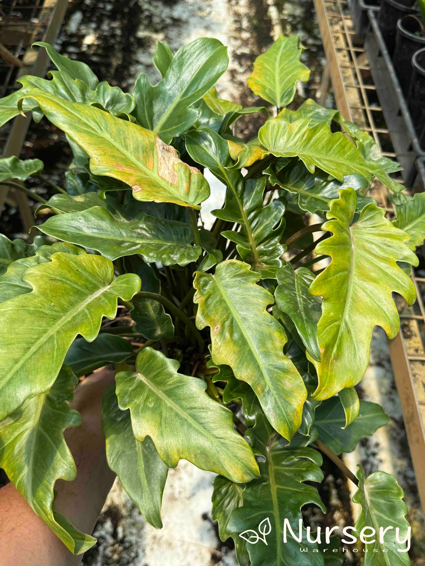 Philodendron Xanadu (end of batch)