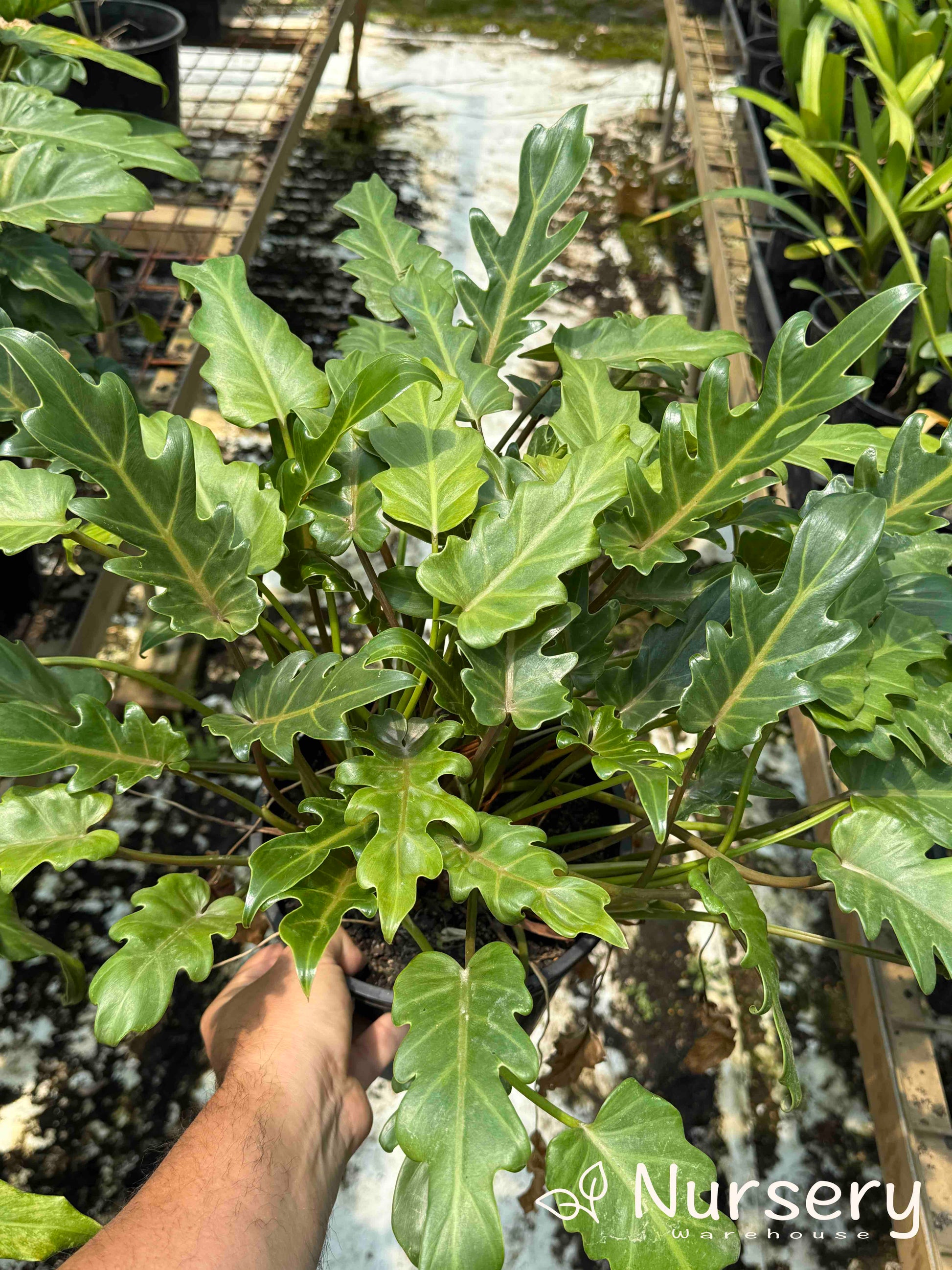 buy philodendron xanadu sydney Philodendron Xanadu (Xanadu Philodendron) – Compact Tropical Foliage Plant