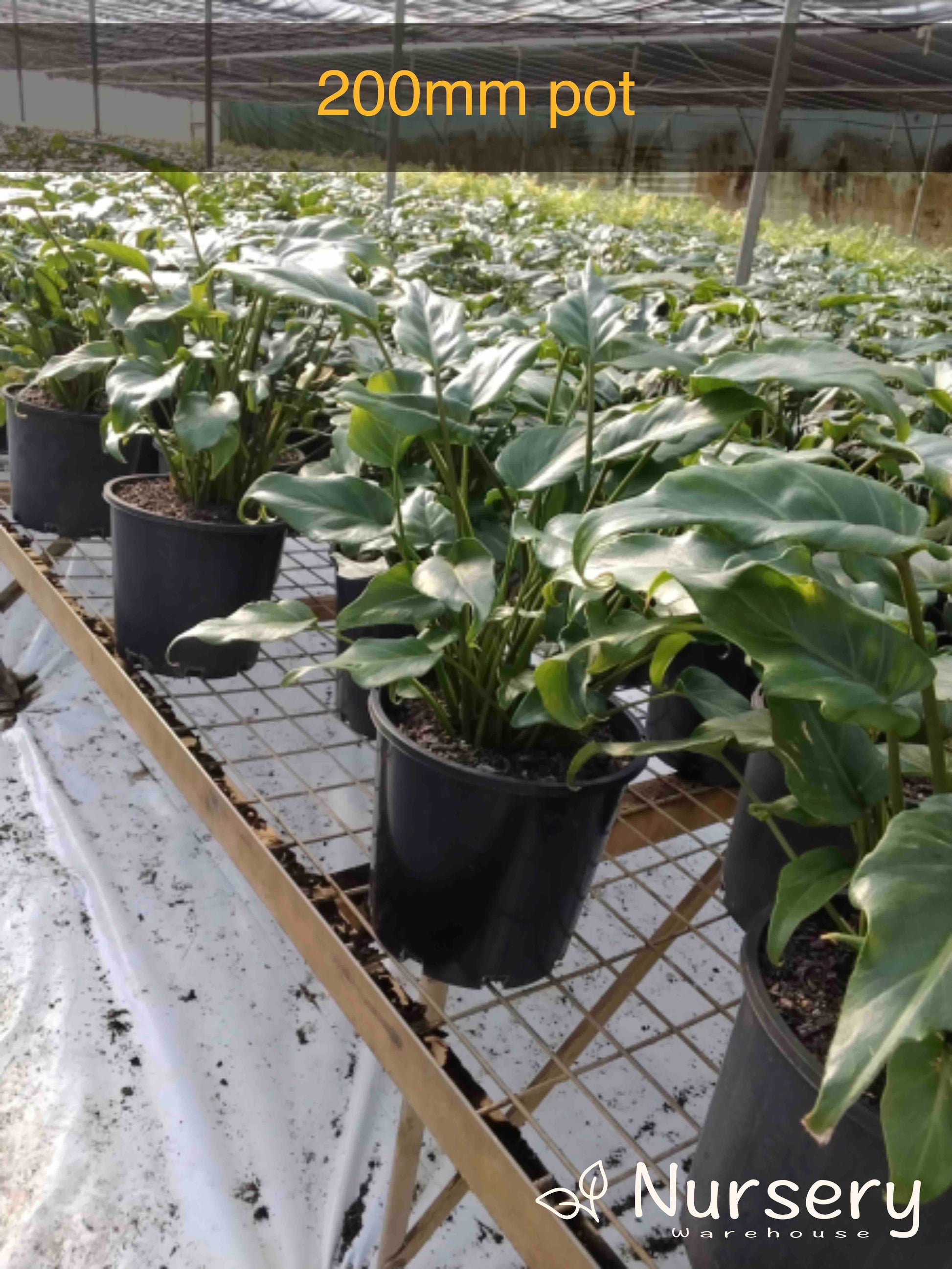 philodendron xanadu spacing Philodendron Xanadu (Xanadu Philodendron) – Compact Tropical Foliage Plant