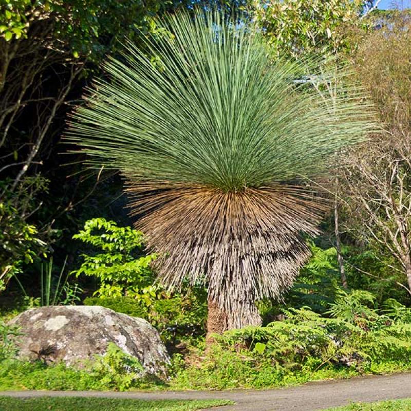 Xanthorrhoea Glauca (Blue Grass Tree)