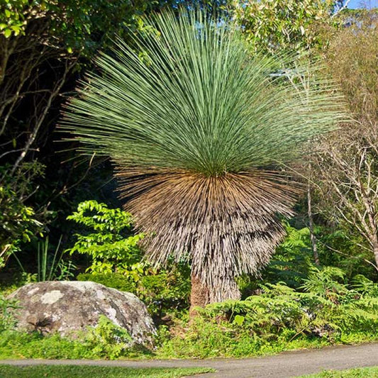 Xanthorrhoea Glauca (Blue Grass Tree)