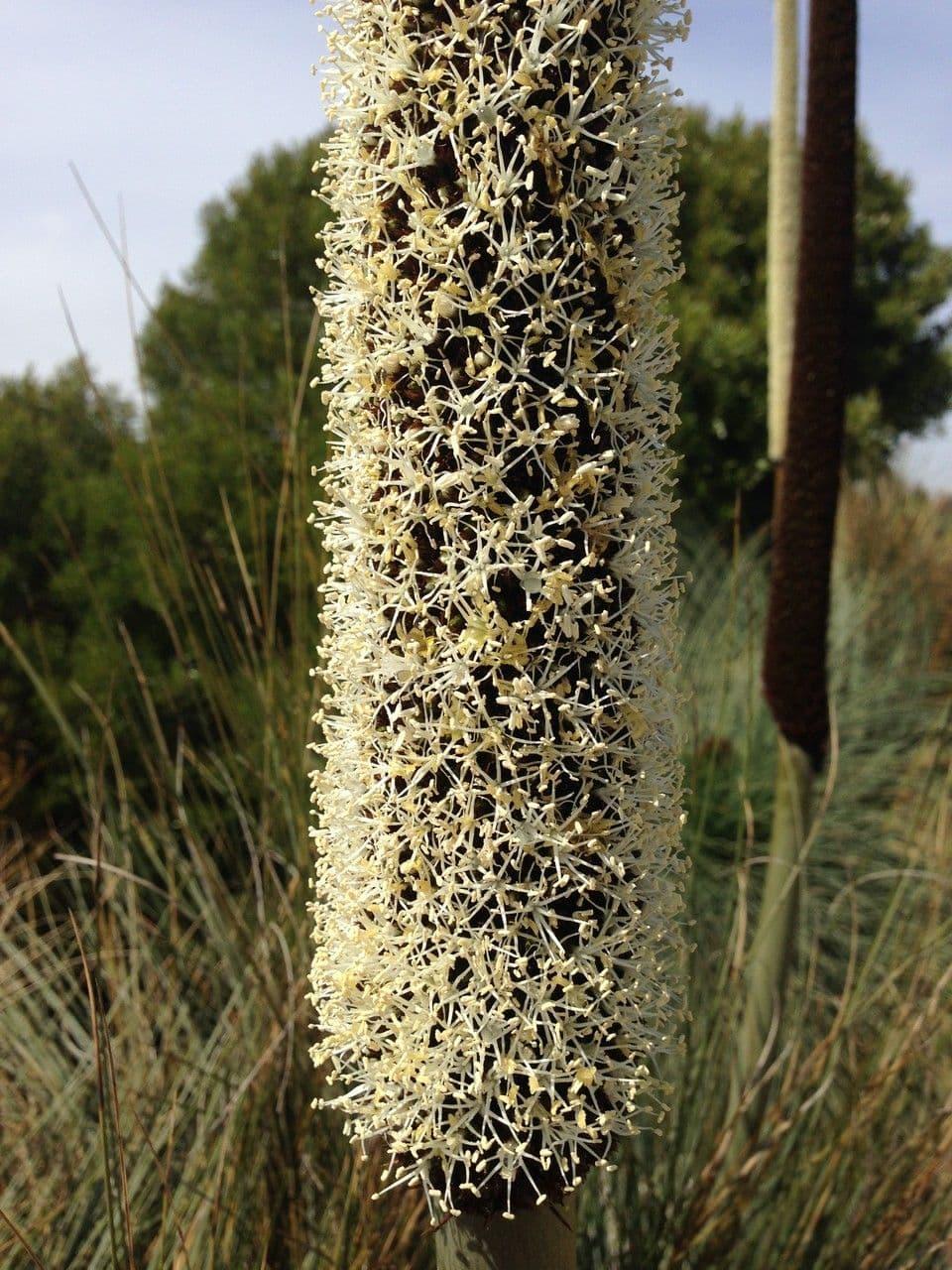Xanthorrhoea Glauca (Blue Grass Tree)