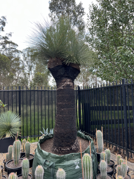 Xanthorrhoea Glauca (Blue Grass Tree)