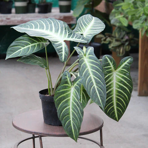 Xanthosoma Lindenii 'Magnificum' (Magnificum Angel Wing Plant)