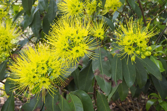Xanthostemon Chrysanthus