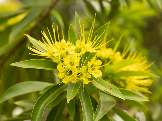 Xanthostemon Chrysanthus ‘Expo Gold’ (Golden Penda)