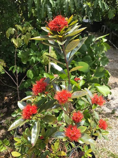 Xanthostemon Chrysanthus ‘Red Tops’ (Golden Penda)