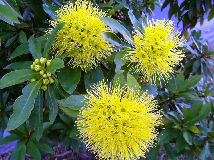 Xanthostemon Chrysanthus
