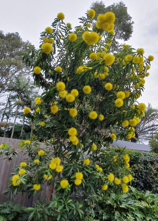Xanthostemon Chrysanthus ‘Expo Gold’ (Golden Penda)