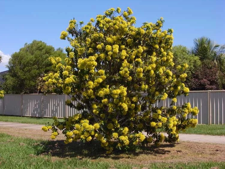 Xanthostemon Chrysanthus ‘Expo Gold’ (Golden Penda)