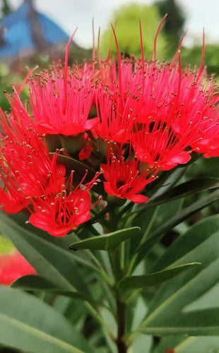 Xanthostemon Chrysanthus ‘Red Tops’ (Golden Penda)