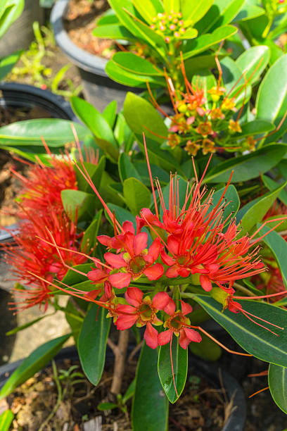 Xanthostemon Chrysanthus ‘Red Tops’ (Golden Penda)