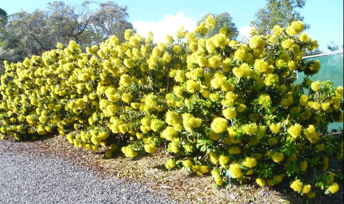 Xanthostemon chrysanthus ‘Fairhill Gold’ (Golden Penda)
