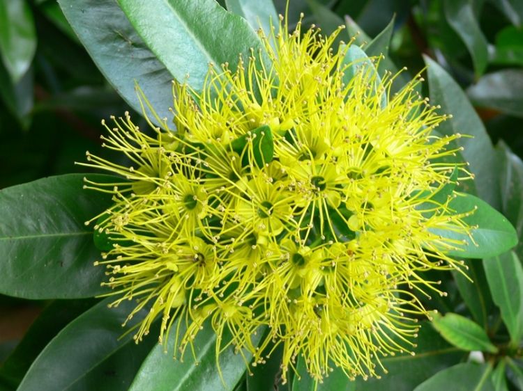 Xanthostemon chrysanthus ‘Fairhill Gold’ (Golden Penda)