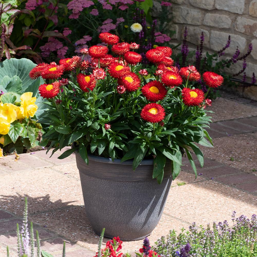 Xerochrysum Bracteatum ‘Granvia’ (Granvia Strawflower)
