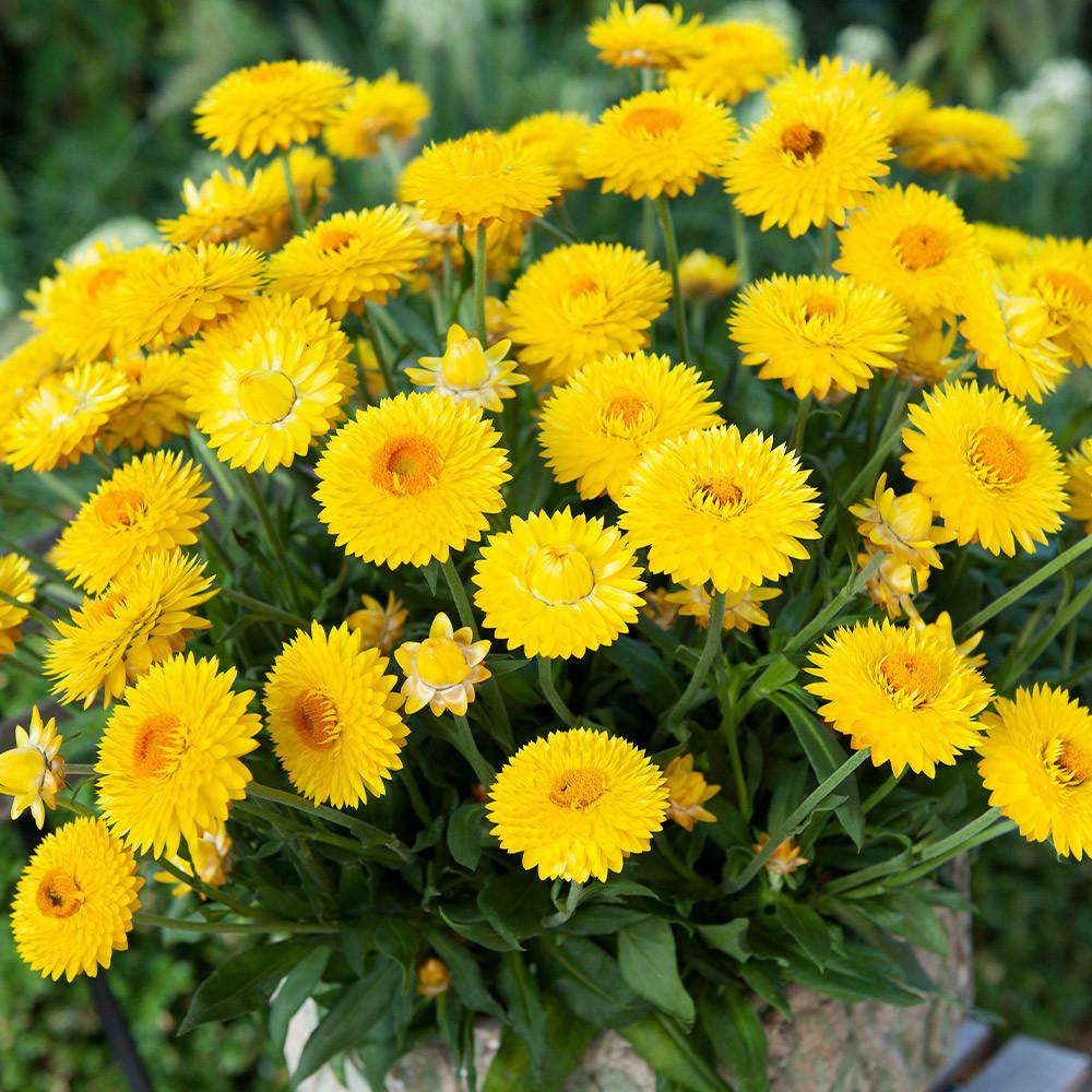 Xerochrysum Bracteatum 'Sundaze® Totally Yellow' (Strawflower)