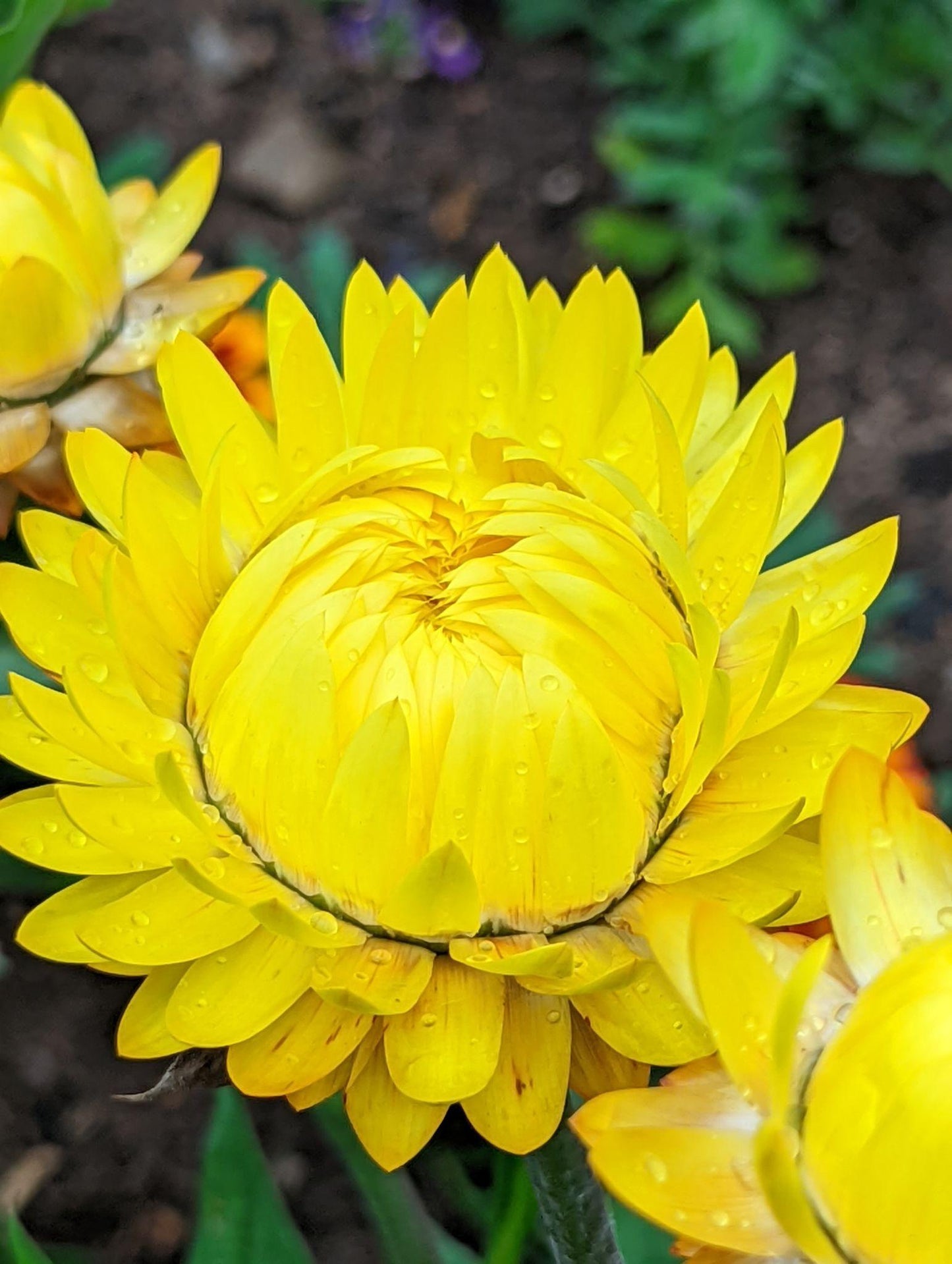 Xerochrysum Bracteatum 'Sundaze® Totally Yellow' (Strawflower)
