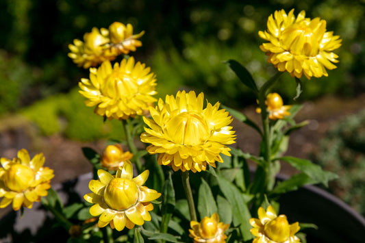 Xerochrysum Bracteatum 'Sundaze® Totally Yellow' (Strawflower)