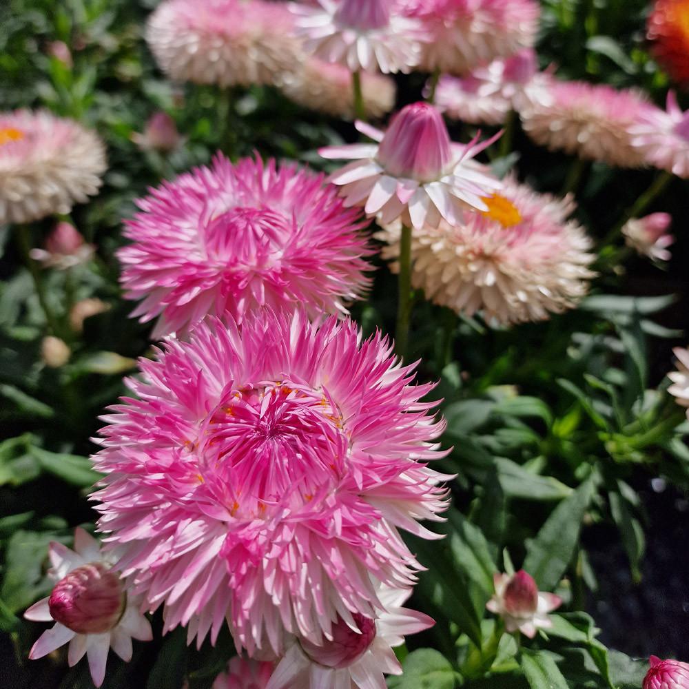 Xerochrysum bracteatum 'Granvia Pink' (Pink Strawflower)