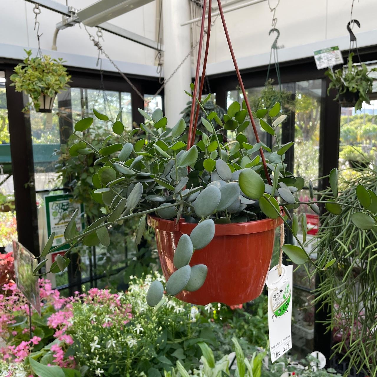 Xerosicyos Danguyi (Silver Dollar Vine) Hanging Basket