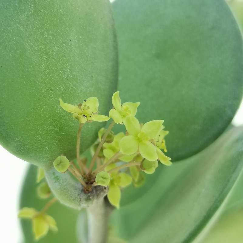Xerosicyos Danguyi (Silver Dollar Vine) Hanging Basket