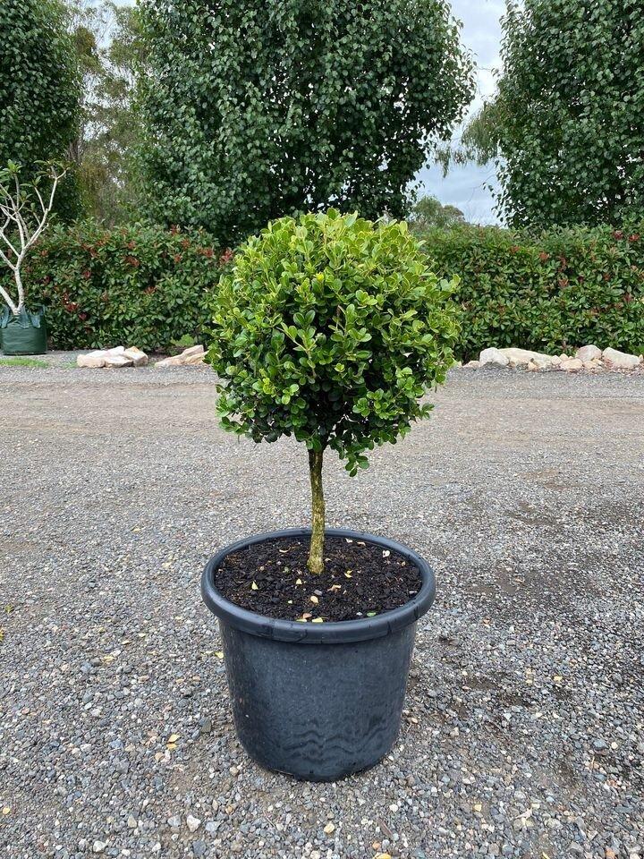 Buxus Microphylla Var. Japonica (Japanese Box Topiary Standards)