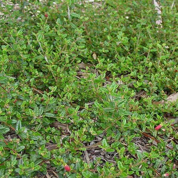 Correa Decumbens (Spreading Correa)