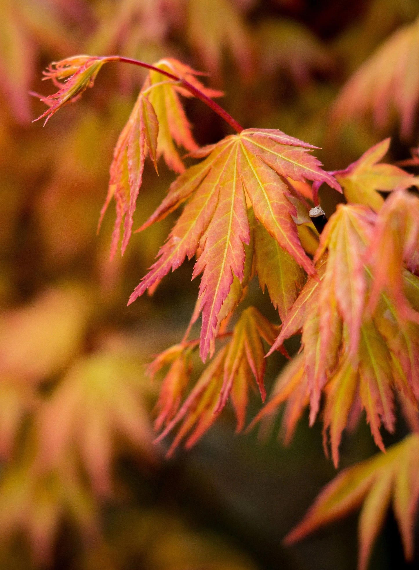 Acer Palmatum (Japanese Maple Standards)