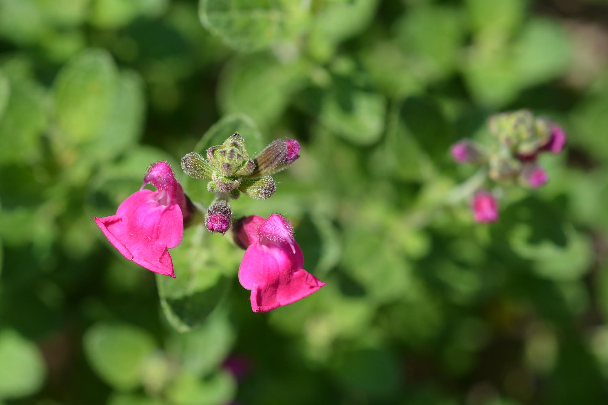 Salvia microphylla 'Pink Blush' (Pink Blush Sage)