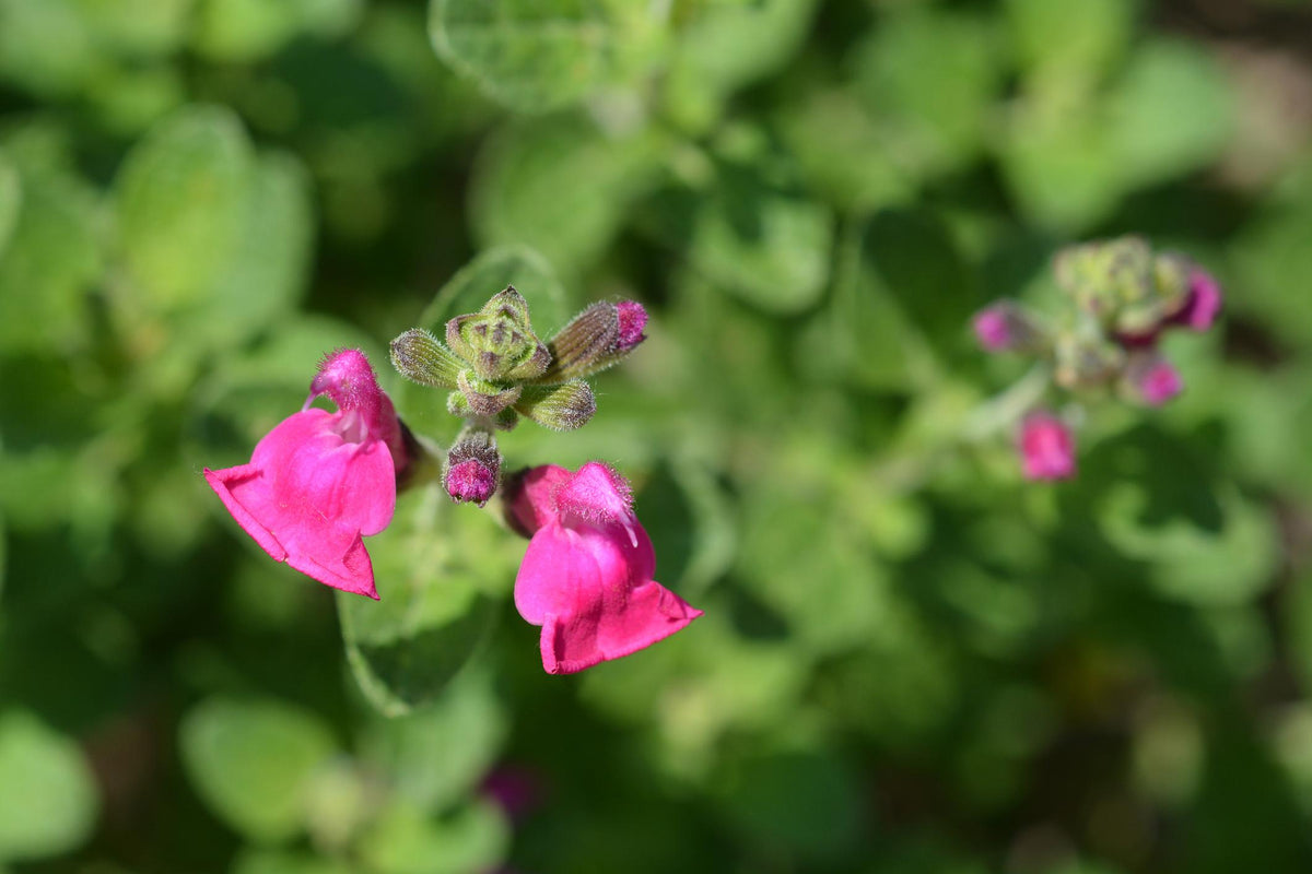 Salvia microphylla 'Pink Blush' (Pink Blush Sage)