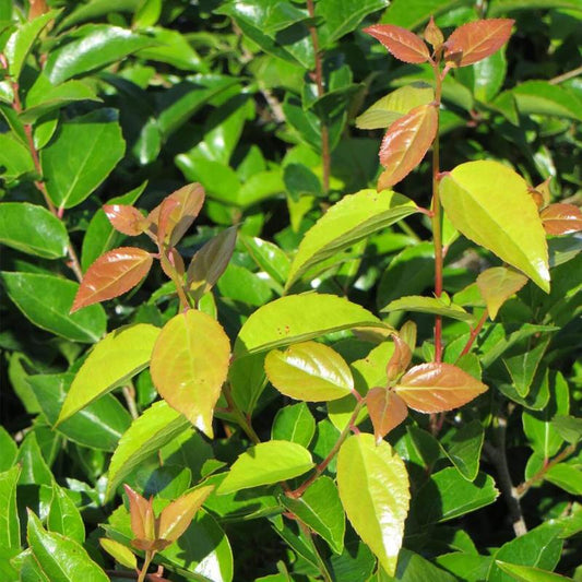 Xylosma Congestum (Shiny Xylosma)