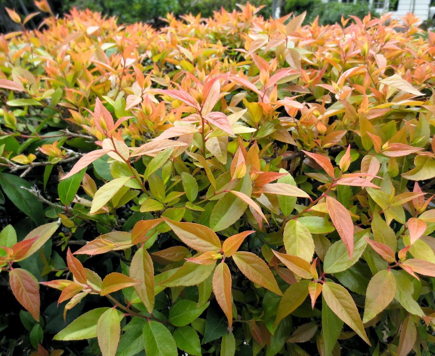 Xylosma Congestum (Shiny Xylosma)