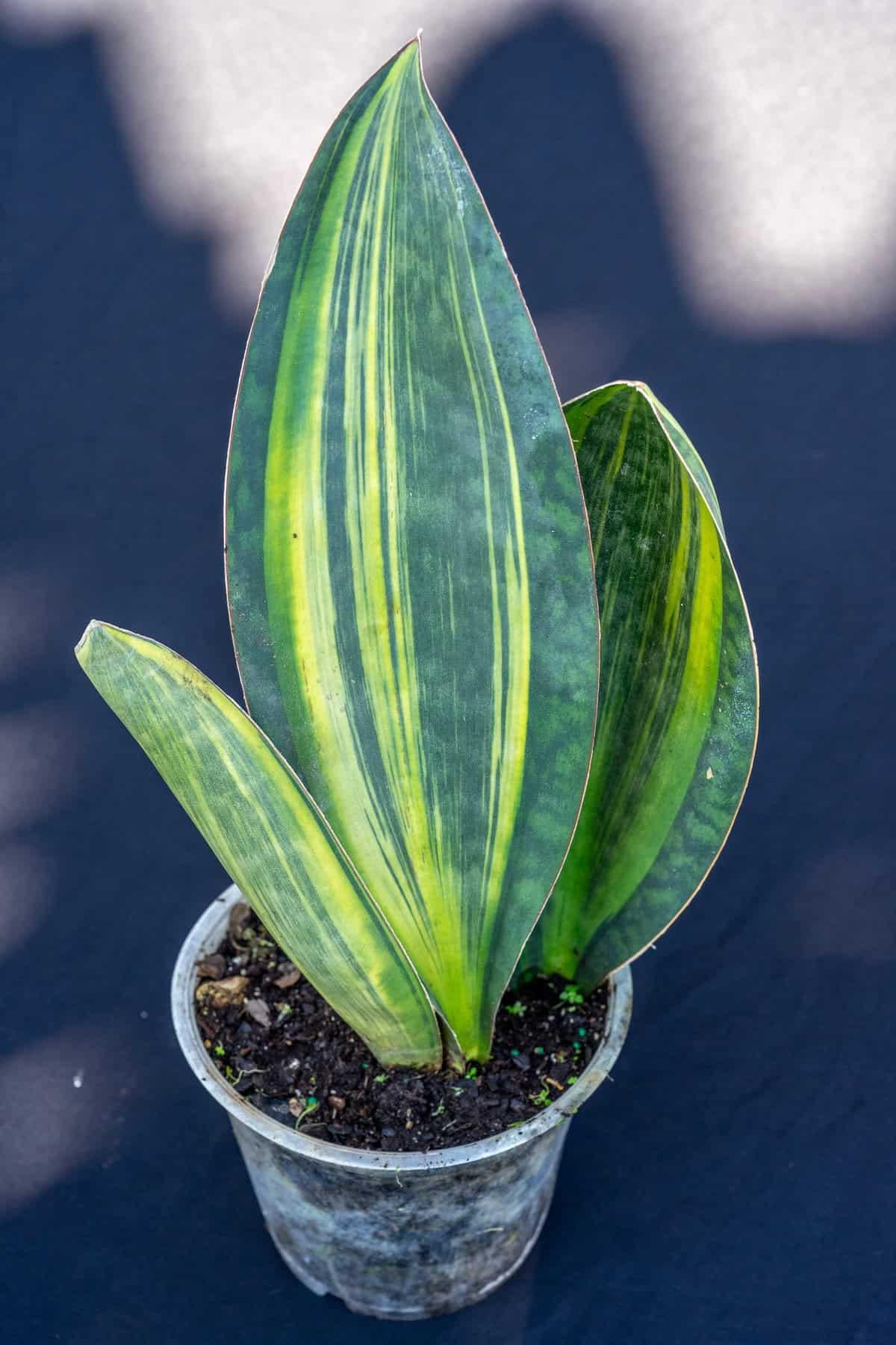 Dracaena masoniana (Mason’s Congo Snake Plant)