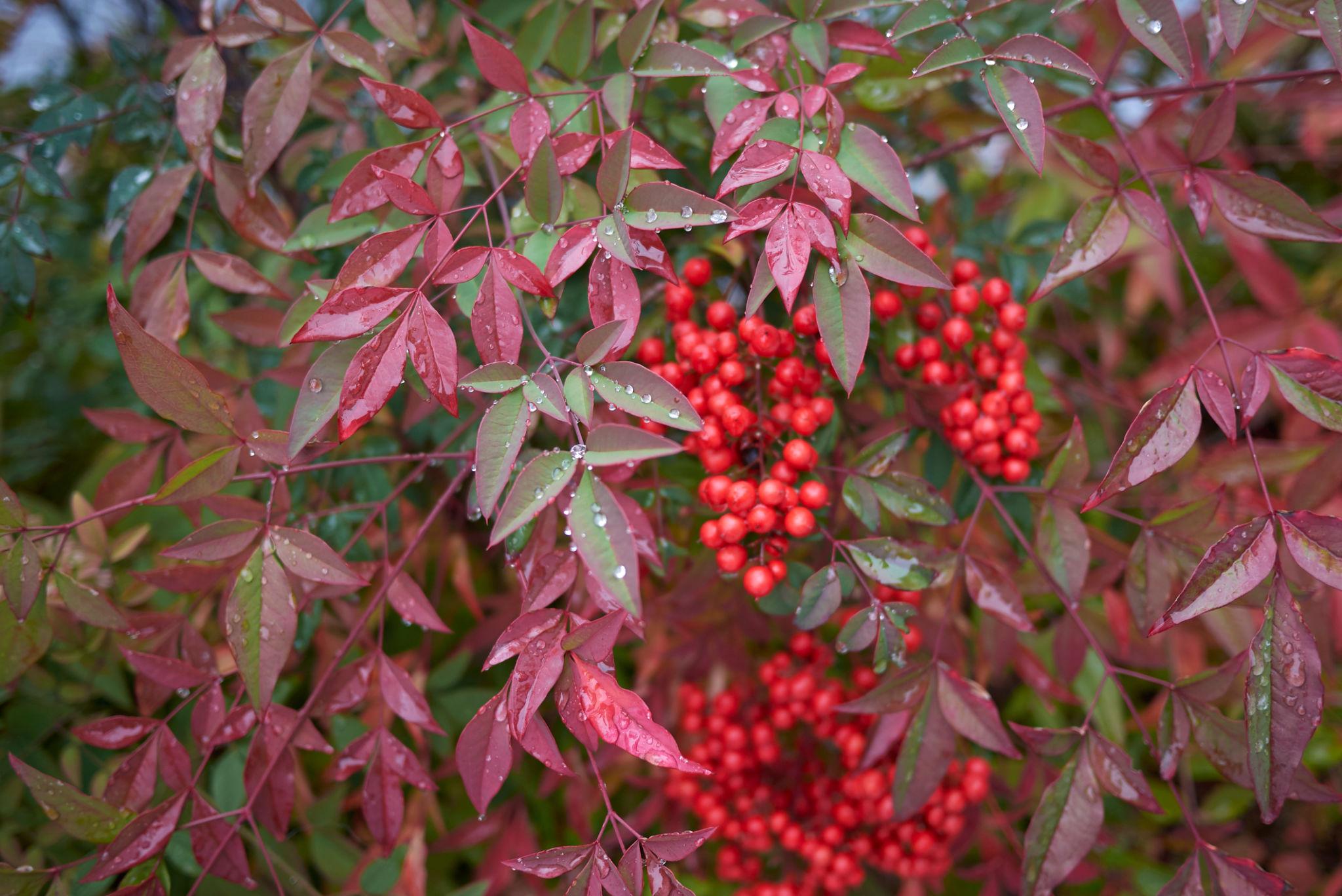 Nandina Domestica (Heavenly Bamboo)