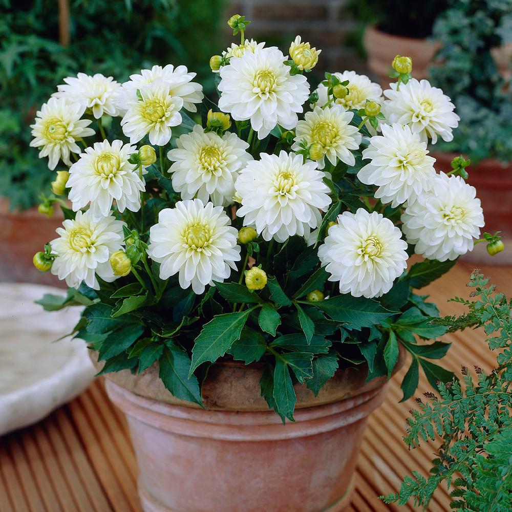 Dahlia 'Imagine Mini White' (Imagine Mini White Dahlia)