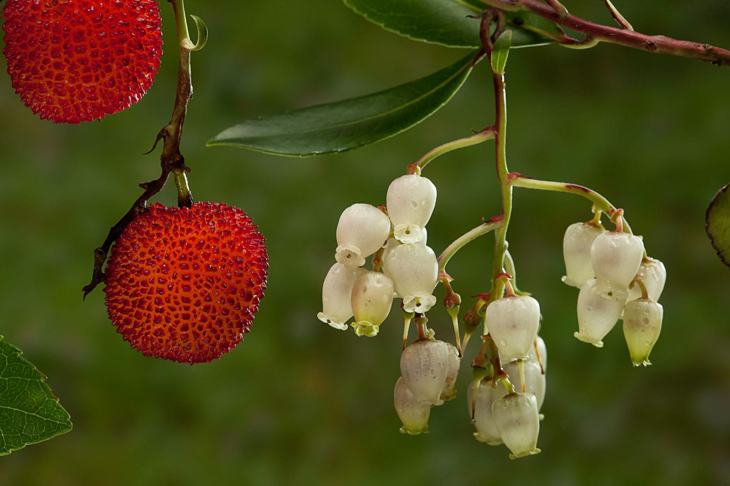 Arbutus Unedo (Strawberry Tree)