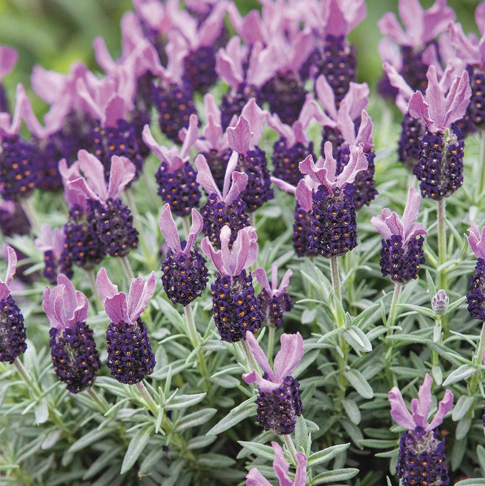 Lavandula Stoechas × Angustifolia ‘La Diva Big Night’ (Lavender La Diva Big Night)