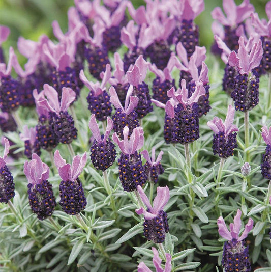 Lavandula Stoechas × Angustifolia ‘La Diva Big Night’ (Lavender La Diva Big Night)
