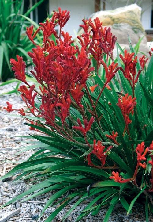 Anigozanthos ‘Bush Inferno’ (Kangaroo Paw)