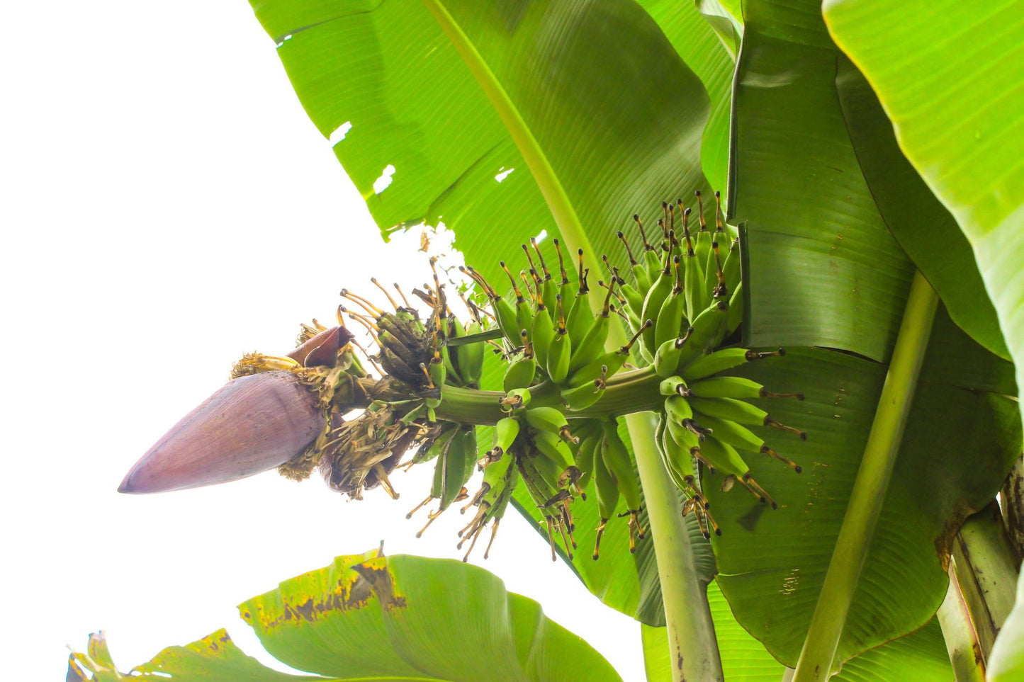 Musa (Banana)
