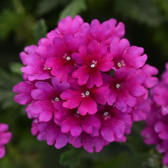 Verbena Cadet Upright™ Purple (Purple Verbena)