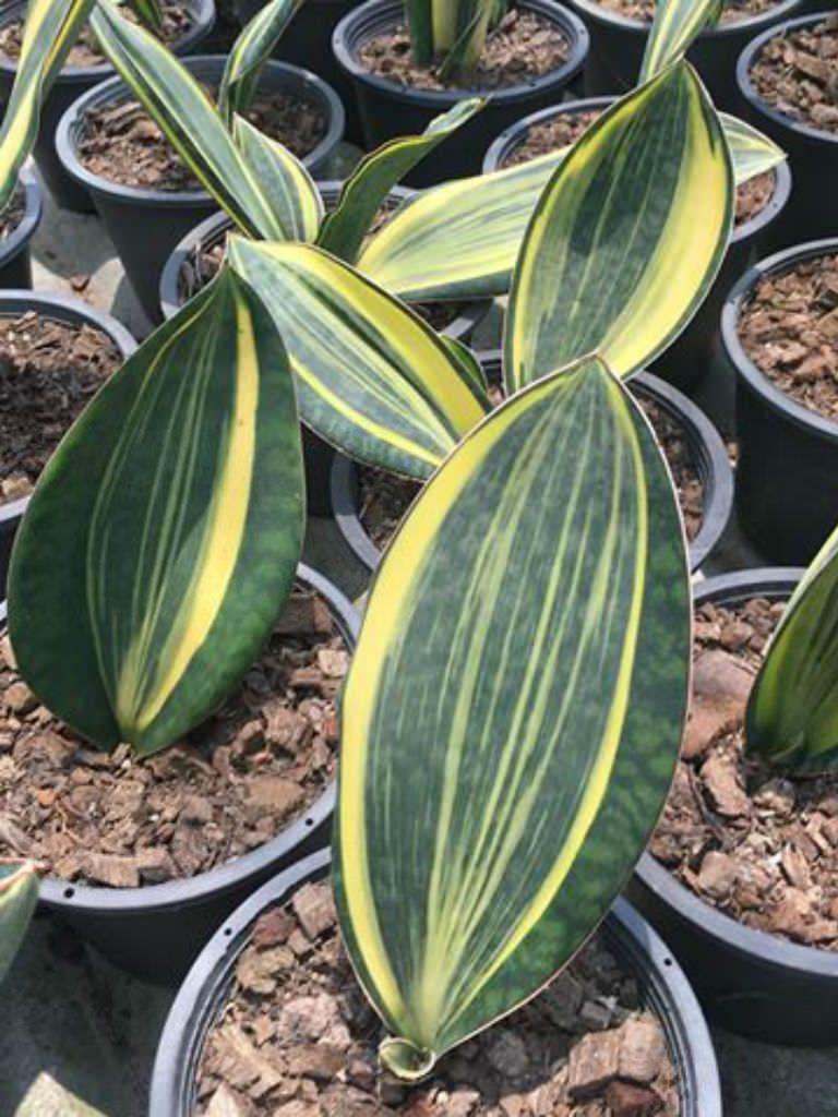 Dracaena masoniana (Mason’s Congo Snake Plant)