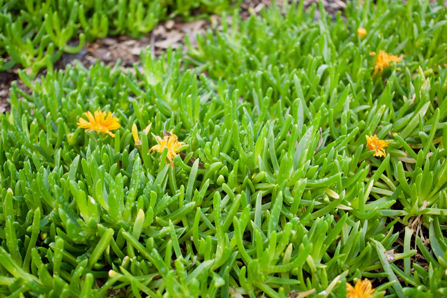 Carpobrotus Glaucescens (Pigface)
