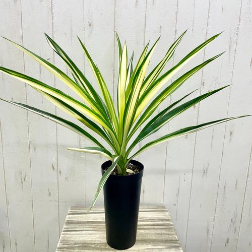 Yucca Elephantipes 'Lemon Drop' (Lemon Drop Spineless Yucca)