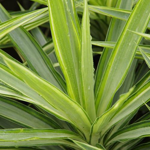 Yucca Elephantipes 'Lemon Drop' (Lemon Drop Spineless Yucca)
