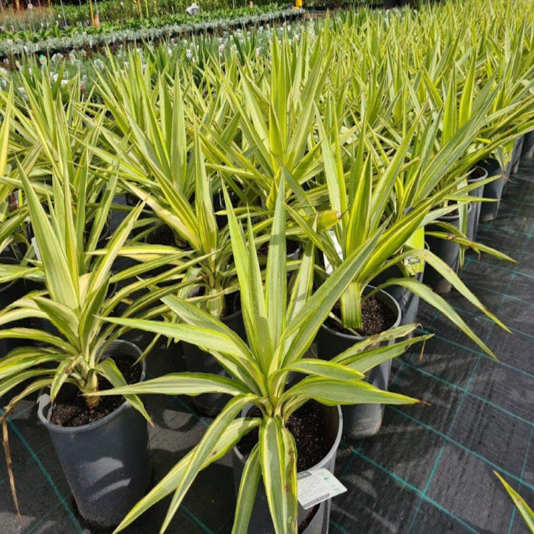 Yucca Elephantipes 'Lemon Drop' (Lemon Drop Spineless Yucca)