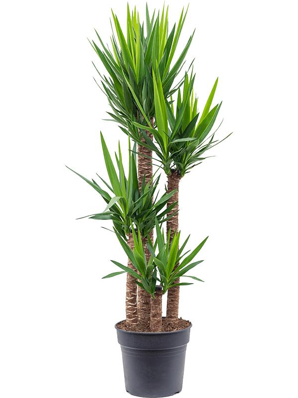 Yucca Elephantipes 'Relles Special' (Relles Special Spineless Yucca)